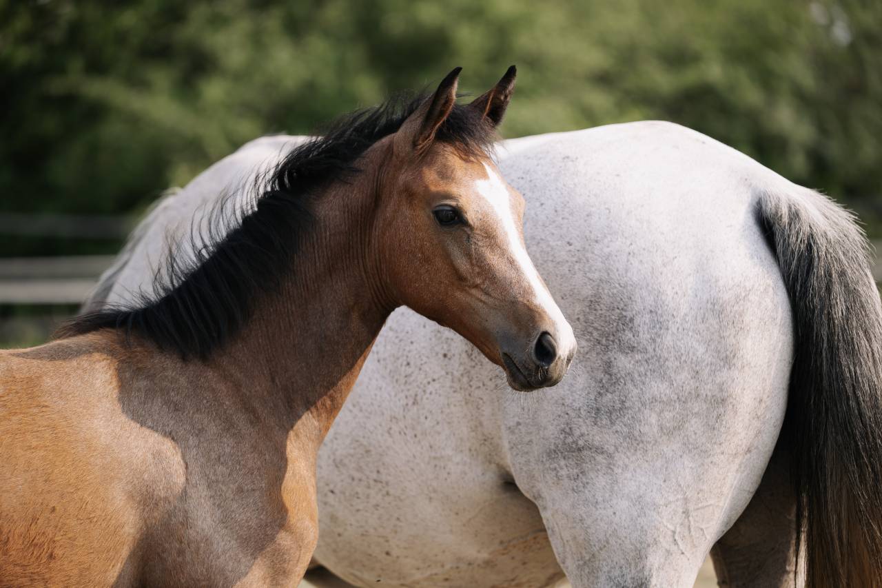Pouliche Selle Fran&ccedil;ais 2026