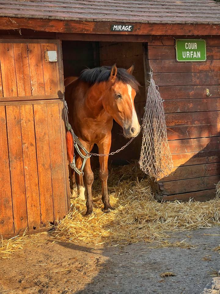 Poney PFS 