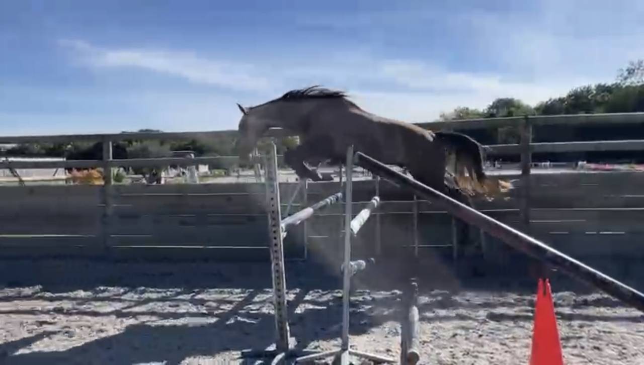 Hongre SF de 4 ans par Potter du Manaou