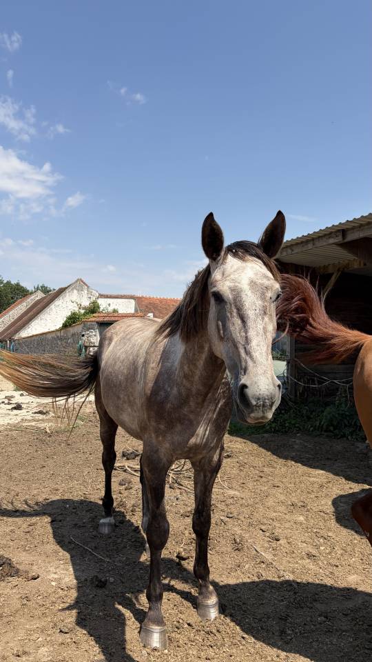 Hongre SF de 4 ans par Potter du Manaou