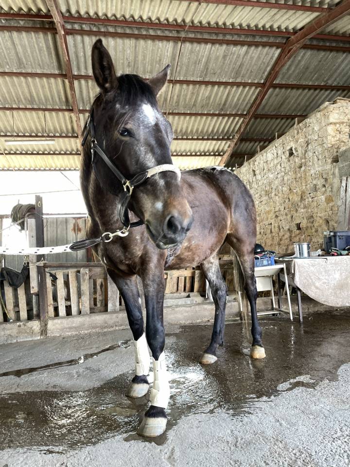 Belle jument appaloosa 8 ans 