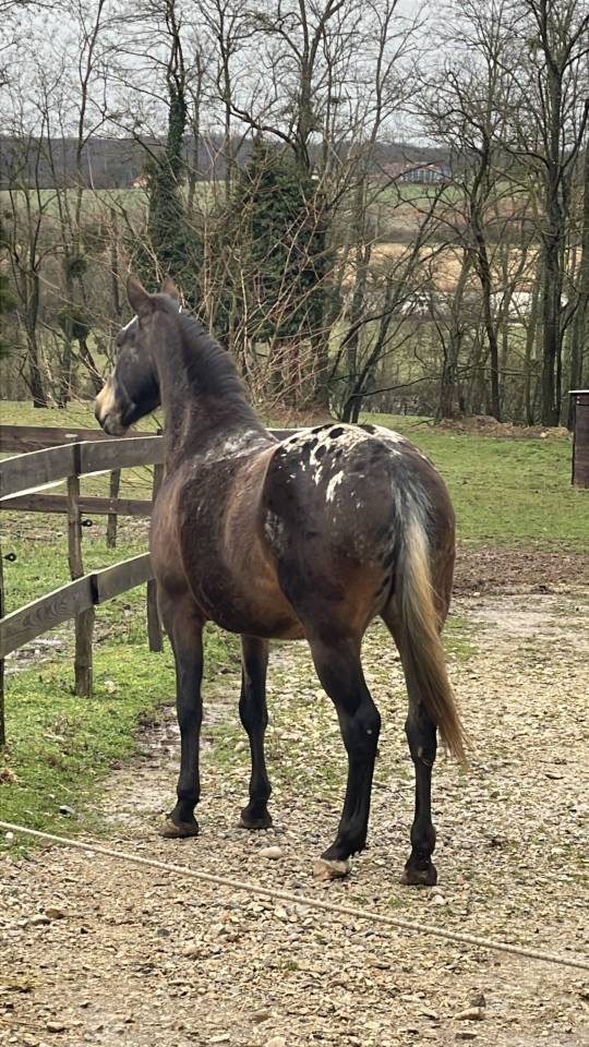 Belle jument appaloosa 8 ans 