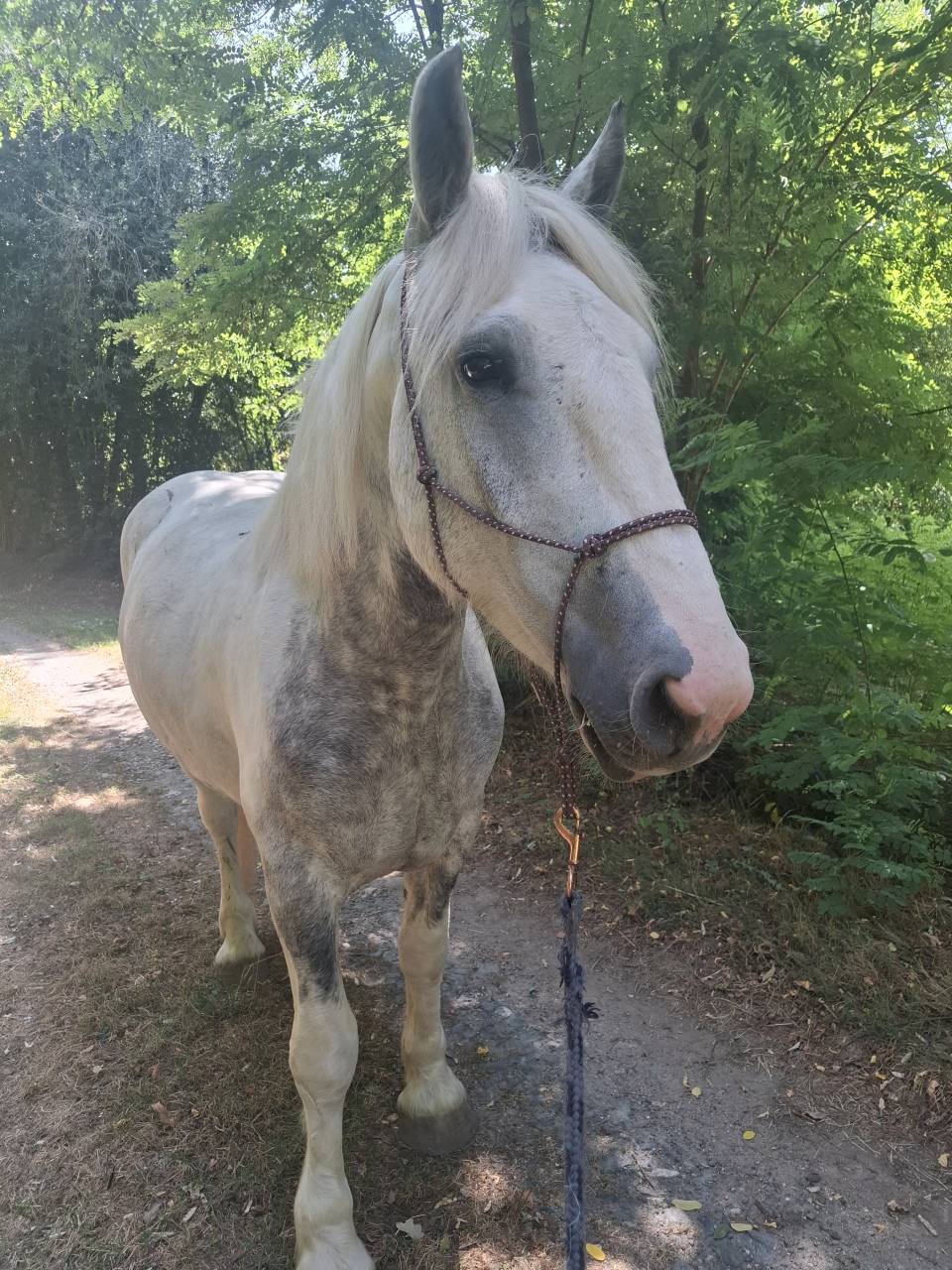 Cheval Porteur