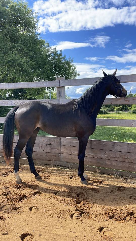Oxford de Hiege SF 2 ans, dressage 