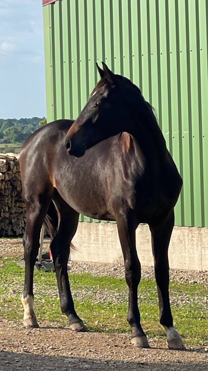 Oxford de Hiege SF 2 ans, dressage 