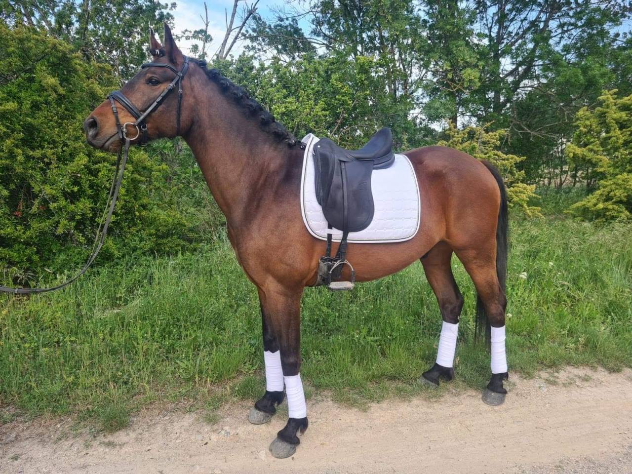 Cheval de sport