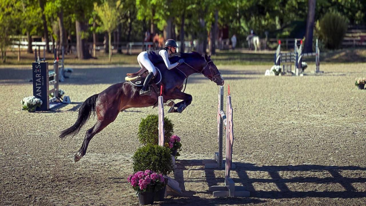 JHONNY DU THAR &ndash; Hongre SF &ndash; 7 ans &ndash; 1,73 m