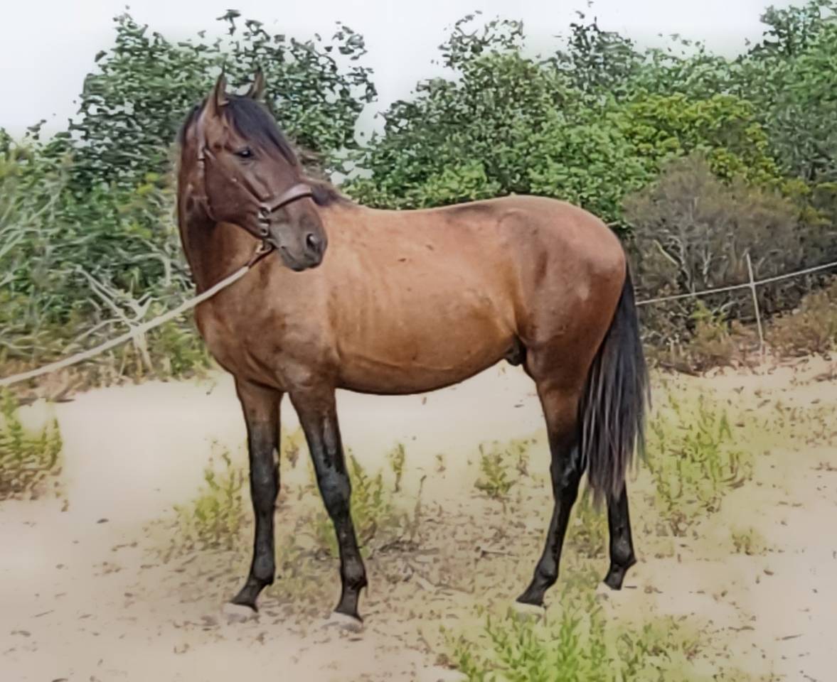 POULAIN PURE RACE ESPAGNOL