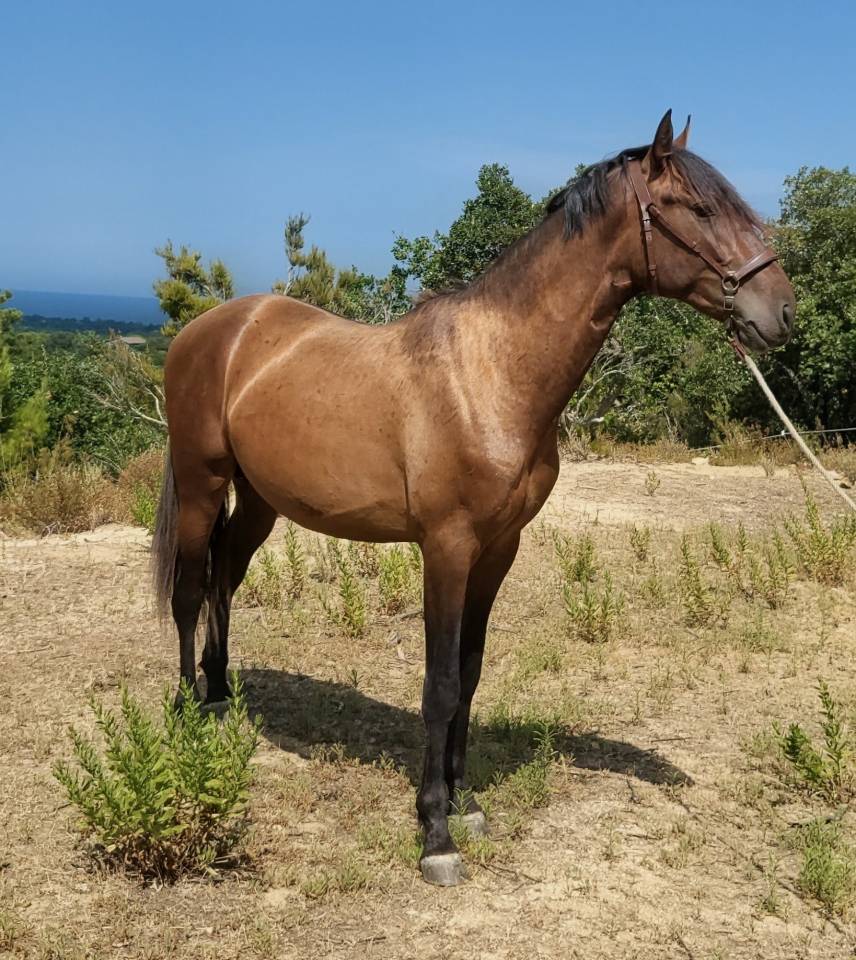 POULAIN PURE RACE ESPAGNOL