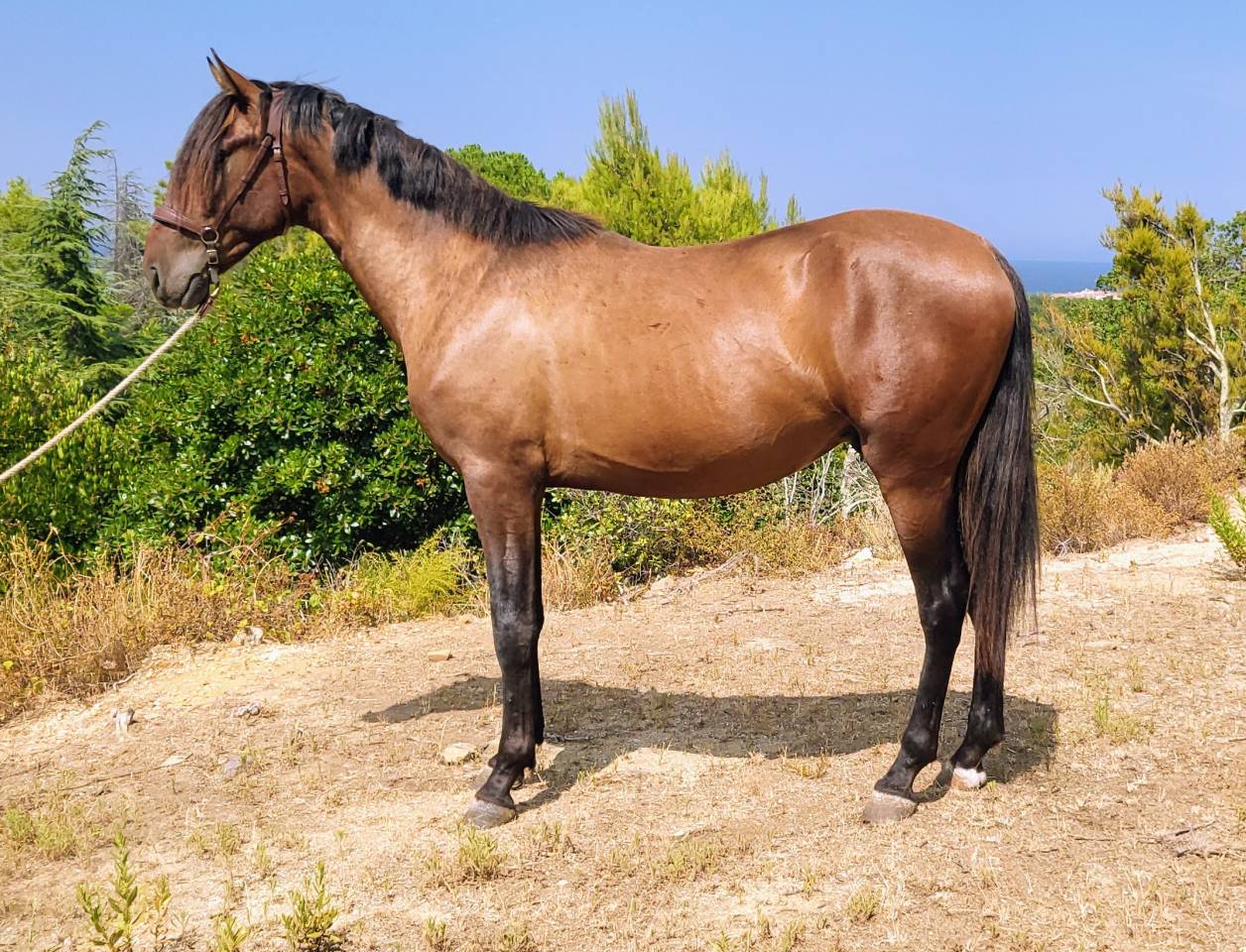 POULAIN PURE RACE ESPAGNOL