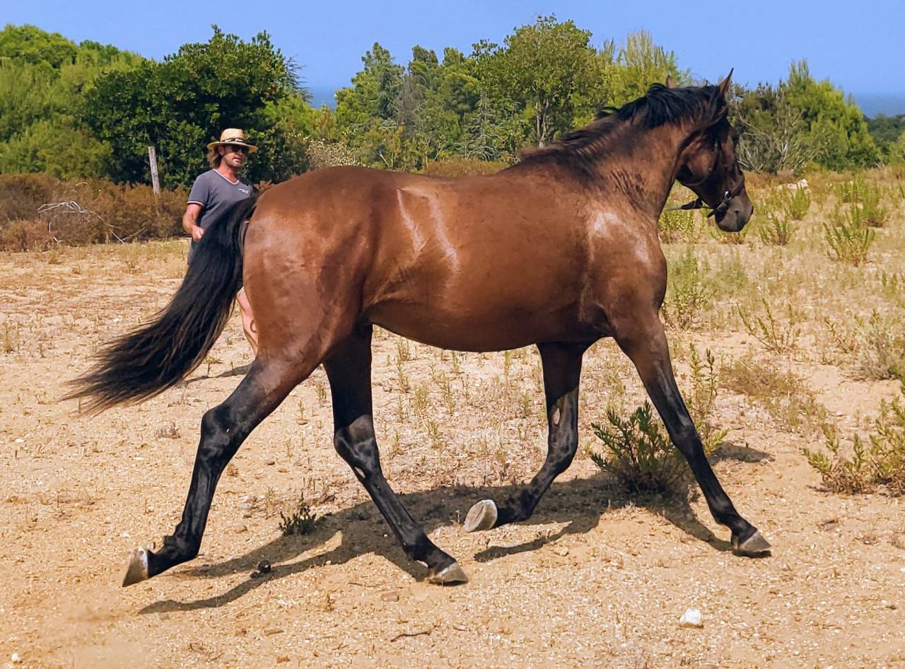 POULAIN PURE RACE ESPAGNOL