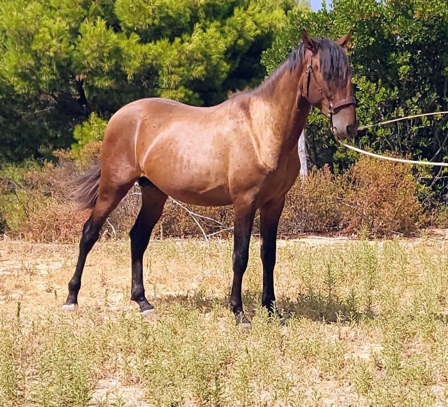 POULAIN PURE RACE ESPAGNOL