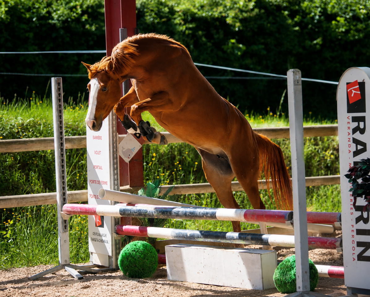 Ponette - AES - 4 ans - CSO - CCE - Dressage - France