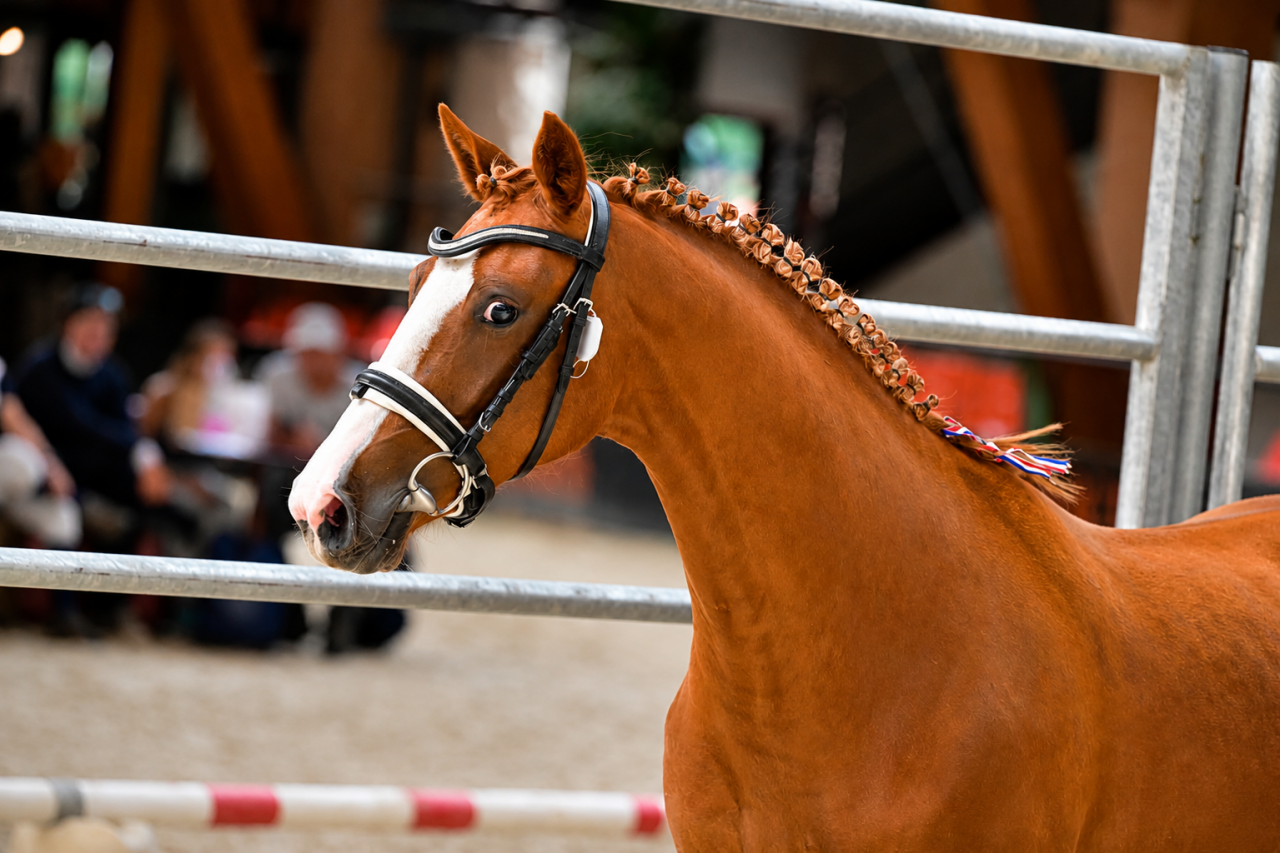 Ponette - AES - 4 ans - CSO - CCE - Dressage - France