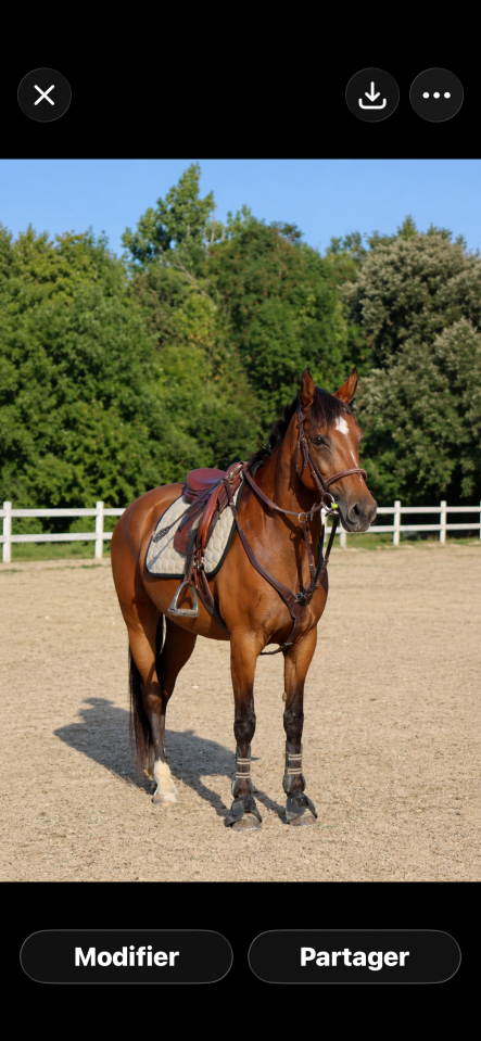 Poney D