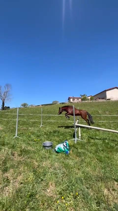 Poney entier taille C 