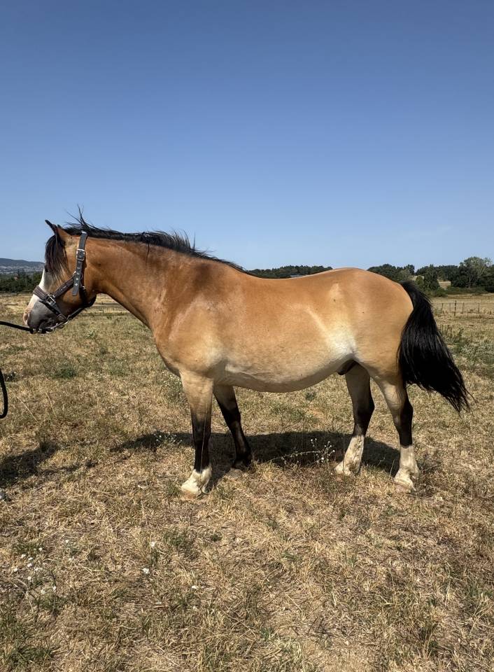 Poney OC 13 ans - Isabelle (taille D - 1.46m) 