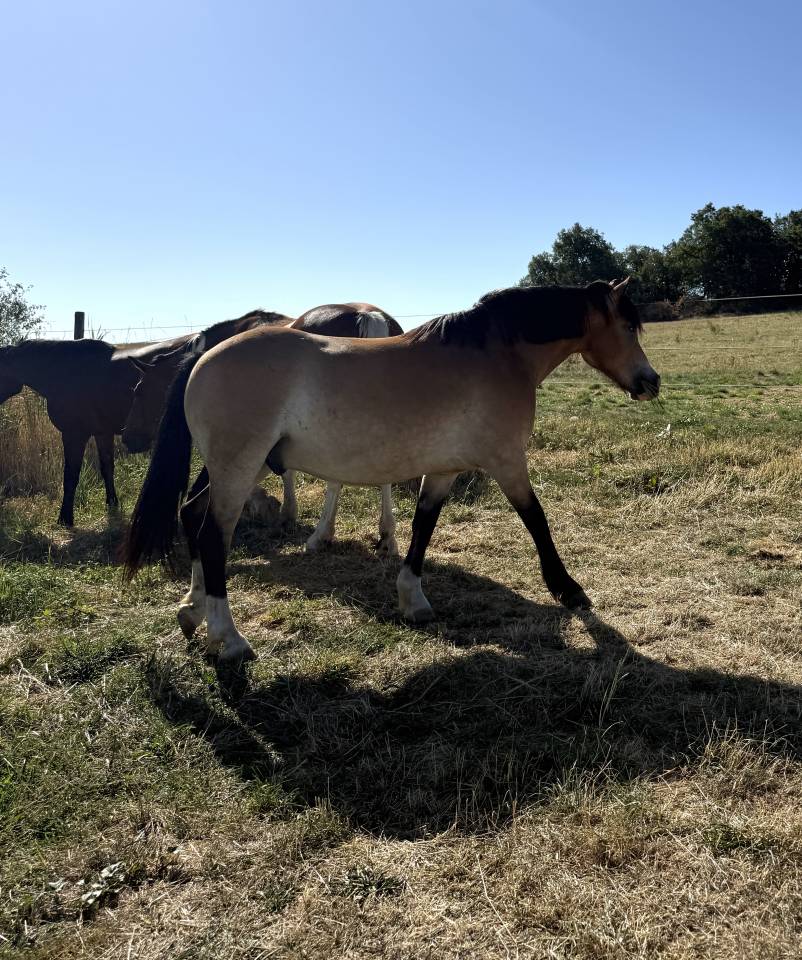 Poney OC 13 ans - Isabelle (taille D - 1.46m) 