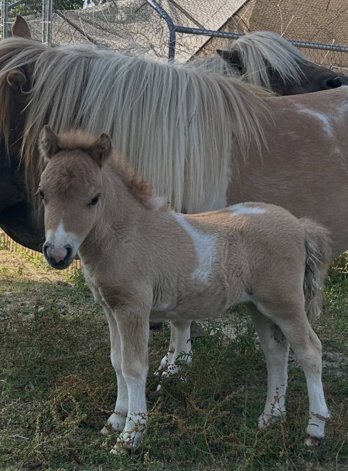 Jument mini shetland qualit&eacute; concours