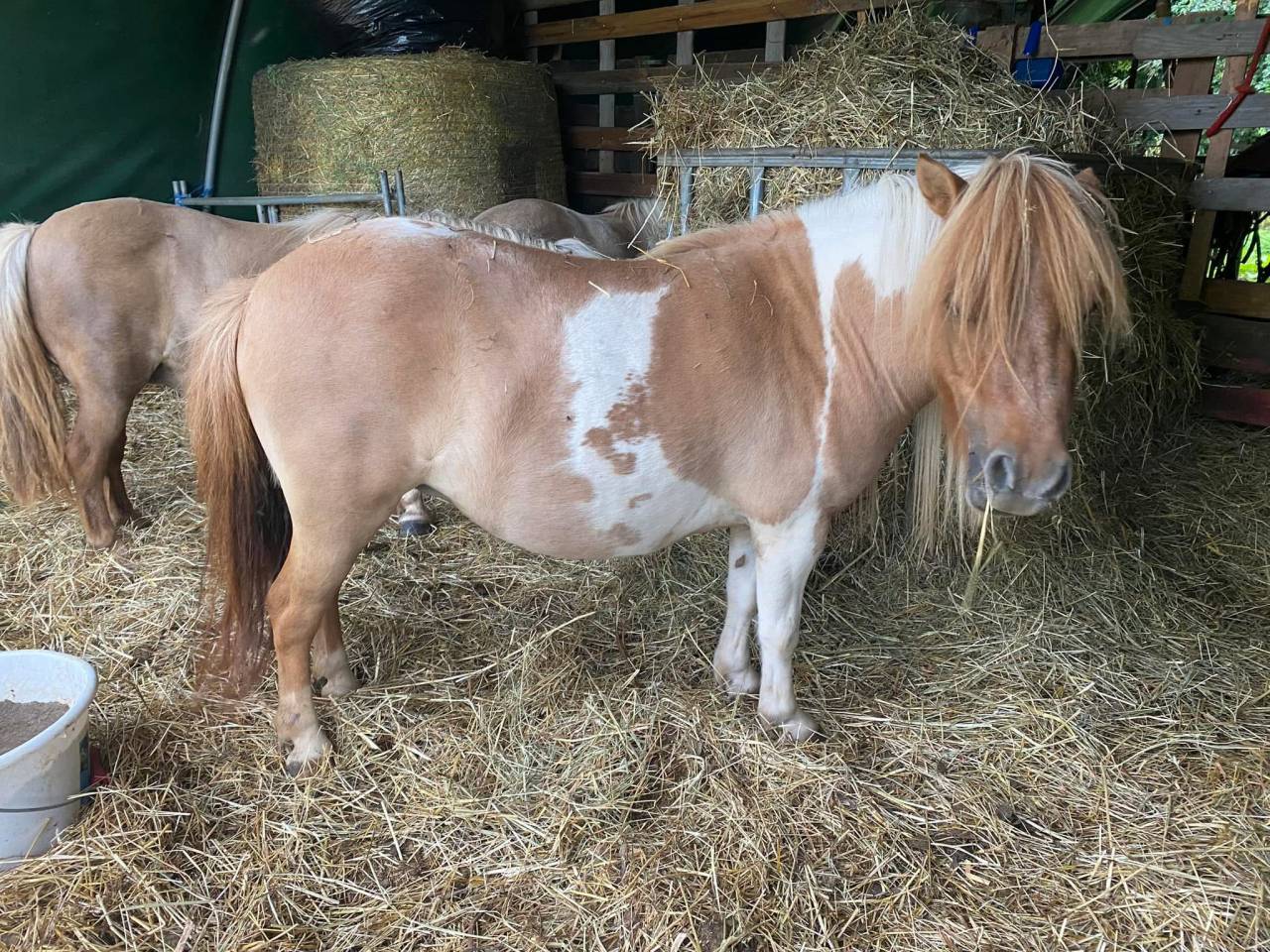 Jument mini shetland qualit&eacute; concours