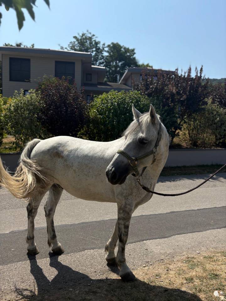 poney connemara