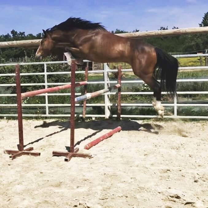 Poney &agrave; vendre 