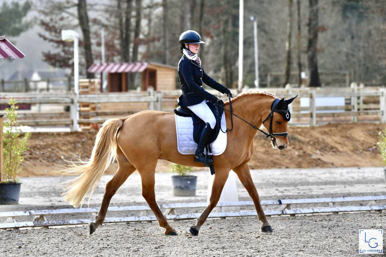 Poney de sport &agrave; louer/confier 