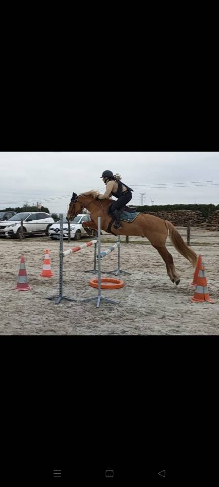 Poney de sport &agrave; louer/confier 