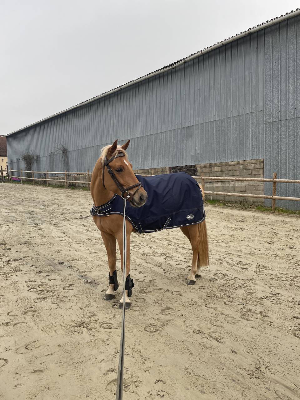 Poney de sport &agrave; louer/confier 
