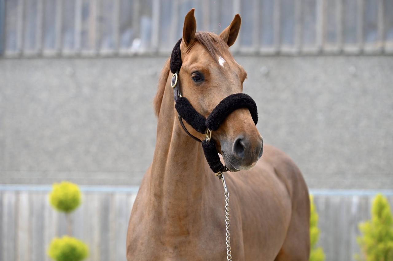 Hongre Zangersheide 5ans