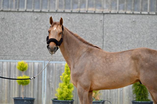Hongre Zangersheide 5ans