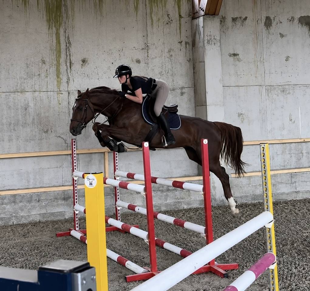 Hongre Zangersheide 5ans