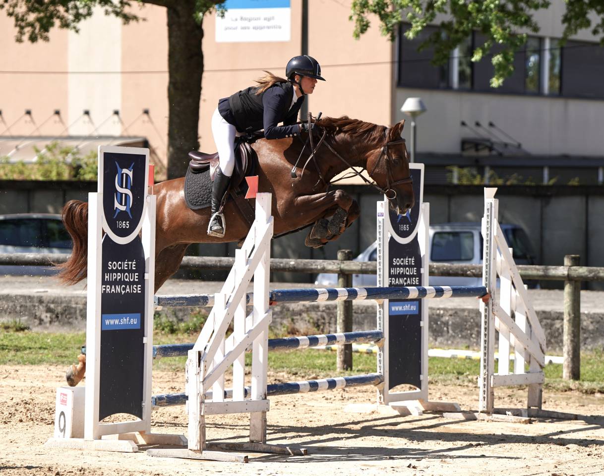 Hongre Zangersheide 5ans