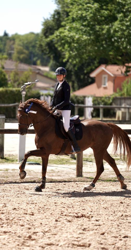 Hongre Zangersheide 5ans