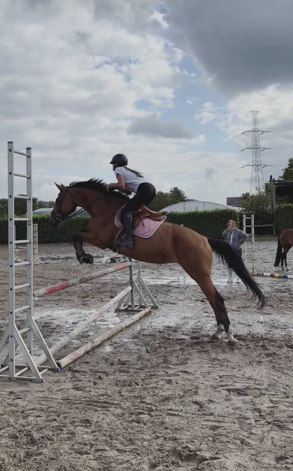 Tr&egrave;s jolie jument selle fran&ccedil;ais 14 ans 