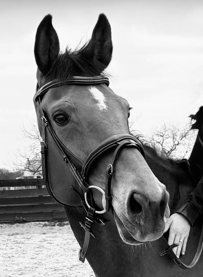 Tr&egrave;s jolie jument selle fran&ccedil;ais 14 ans 