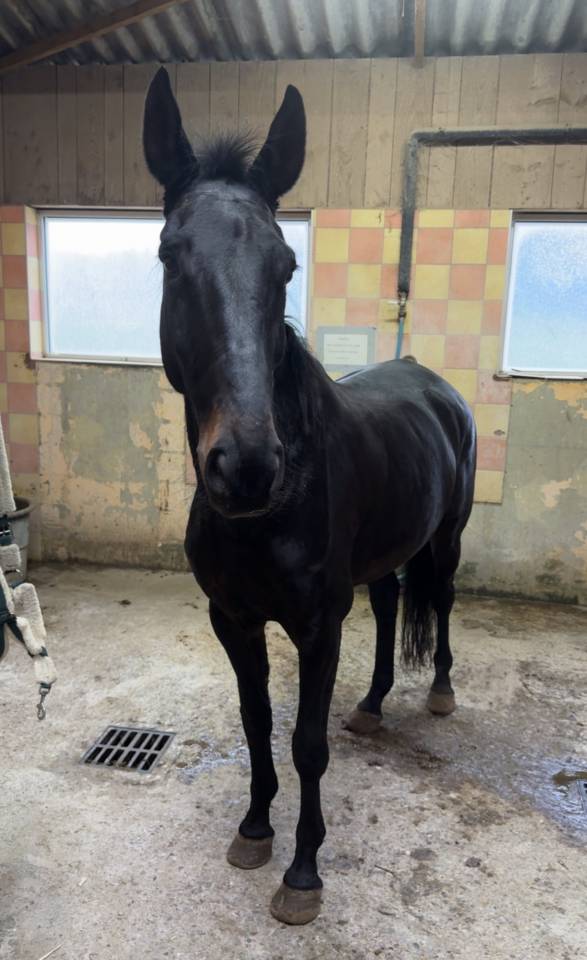 A VENDRE Hongre Anglo-Europ Sport Horse