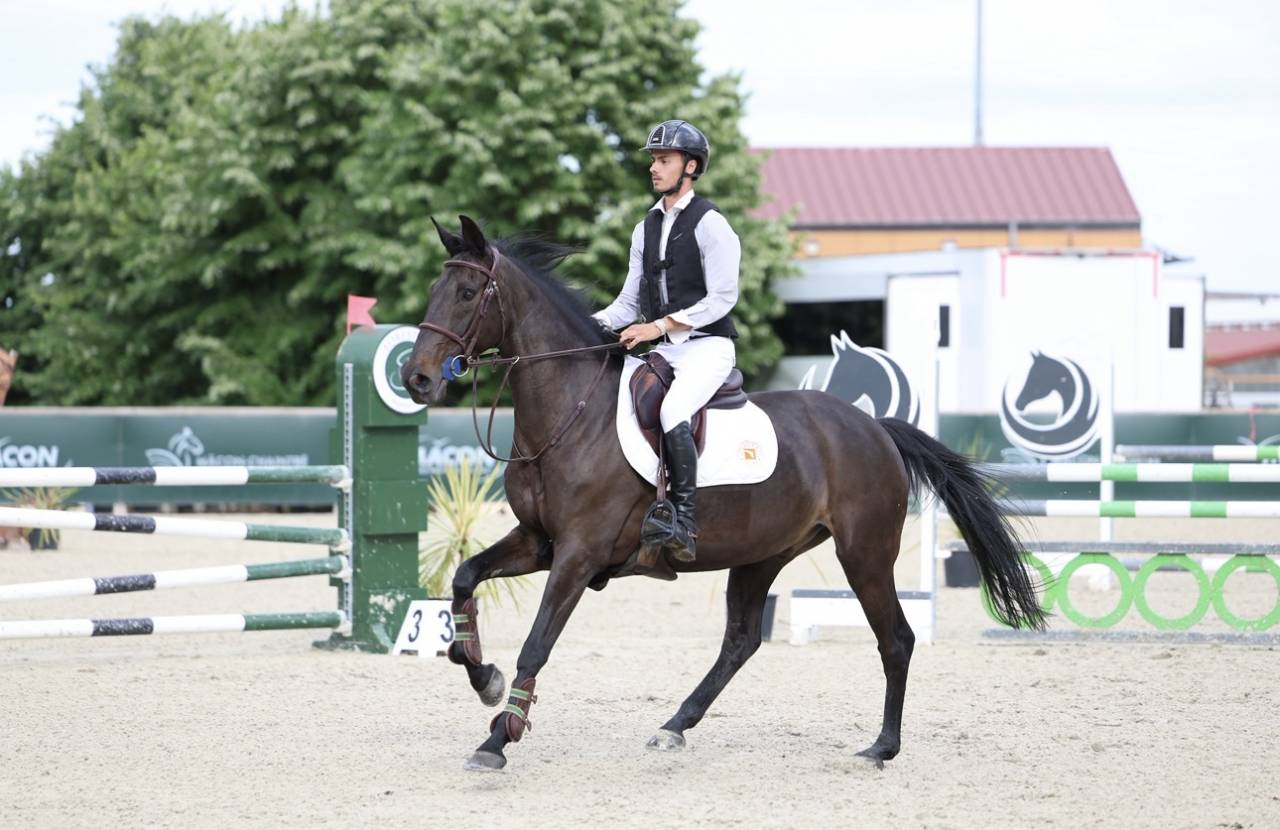 A VENDRE Hongre Anglo-Europ Sport Horse