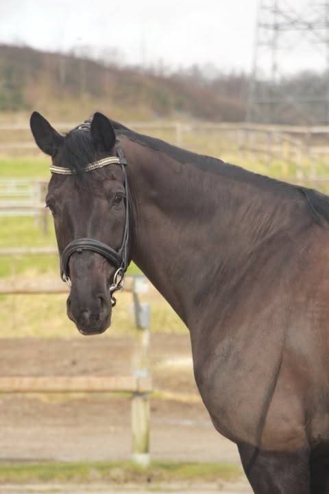 SECRET X CHARMEUR Cheval dressage