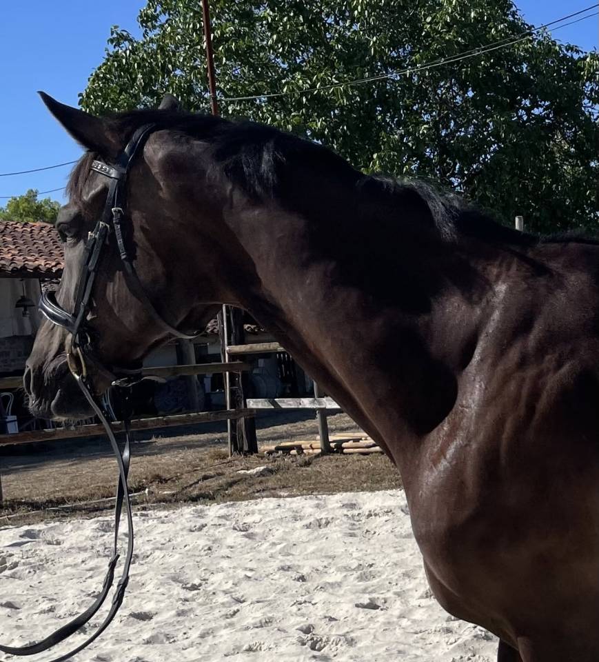 SECRET X CHARMEUR Cheval dressage