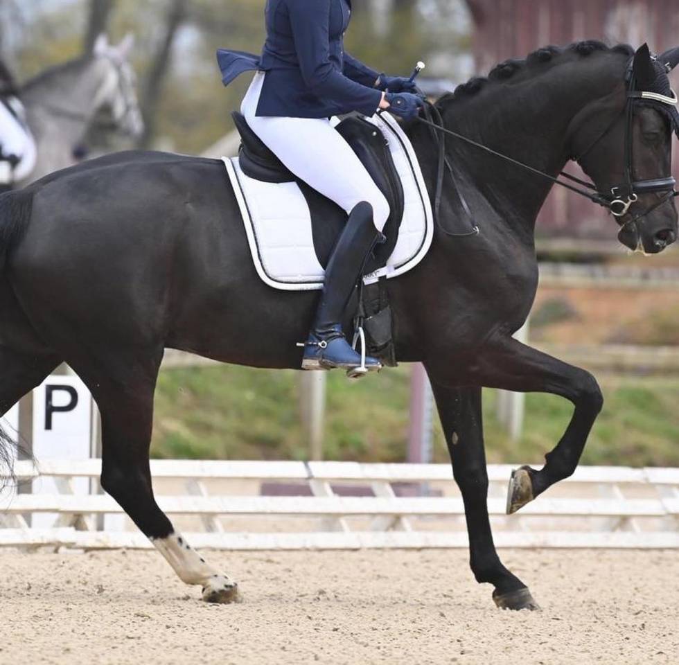 SECRET X CHARMEUR Cheval dressage