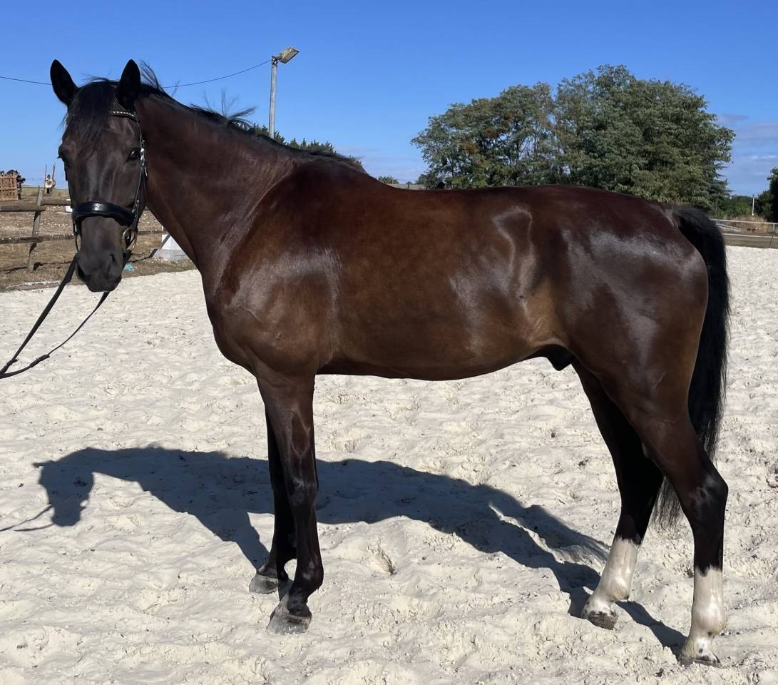 SECRET X CHARMEUR Cheval dressage