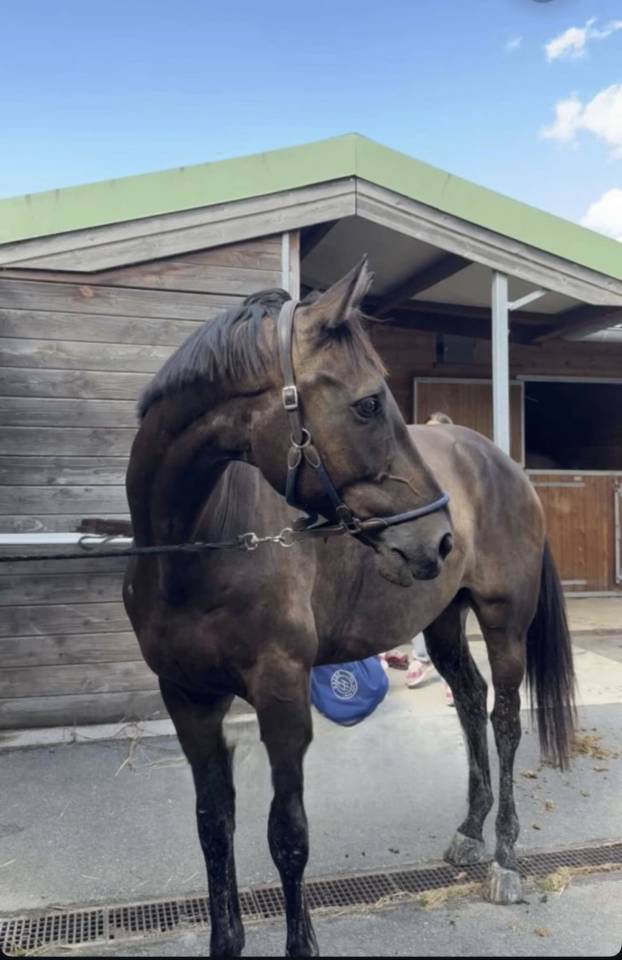 Top cheval cso cce 