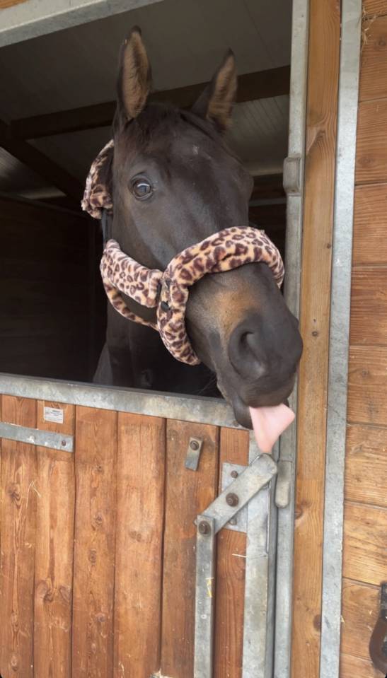Top cheval cso cce 