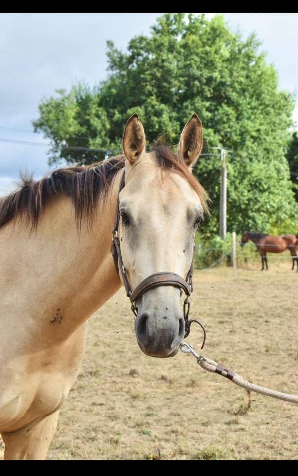 Hongre Selle fran&ccedil;ais isabelle 2 ans