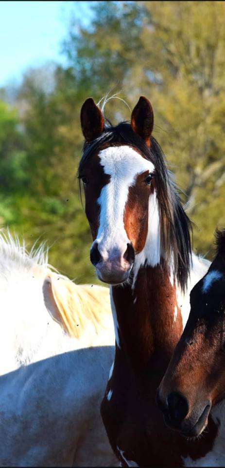 jeune cheval 