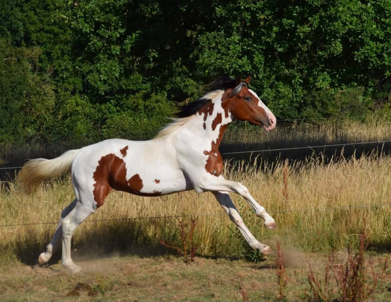 jeune cheval 