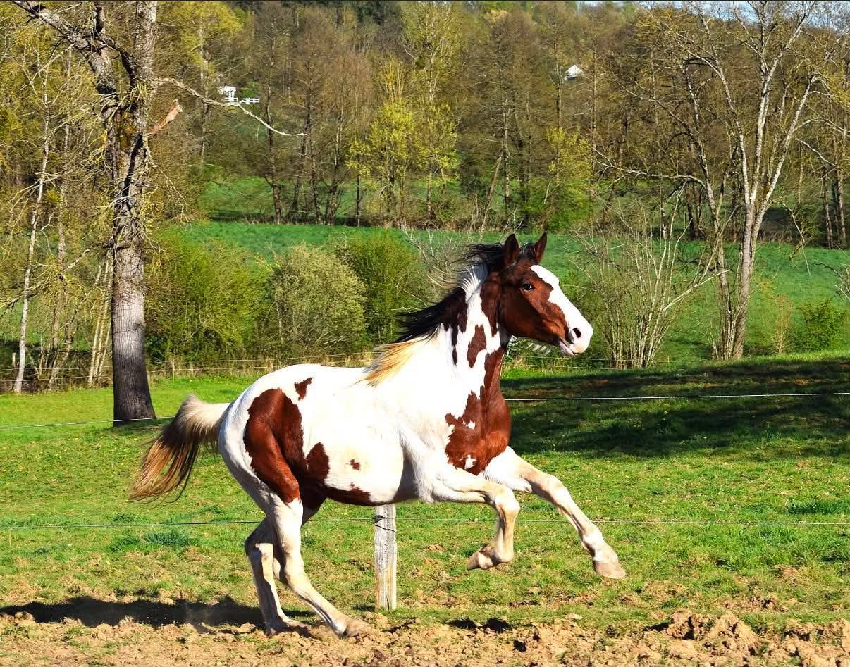 jeune cheval 
