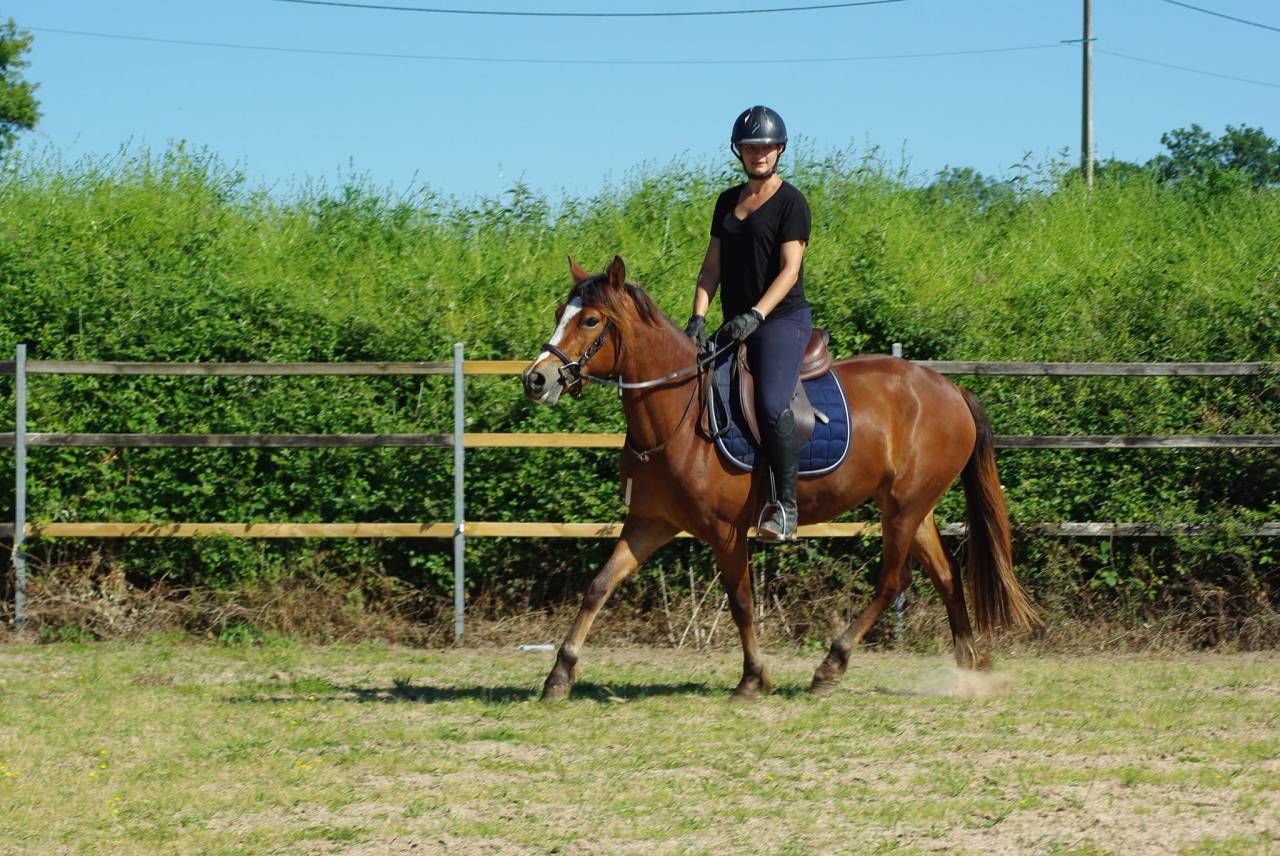 ponette d'avenir 
