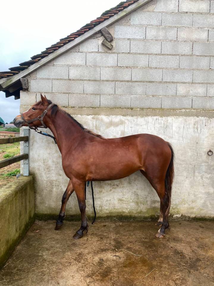 ponette d'avenir 